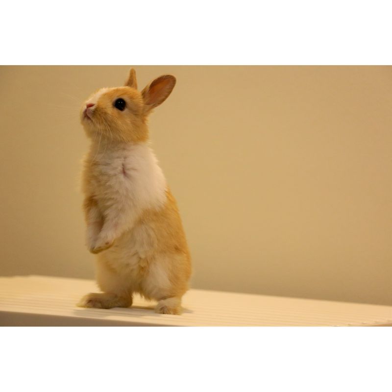 Adorable Standing Bunny on Creamy Minimalist Background Puzzle – 1000 Pieces