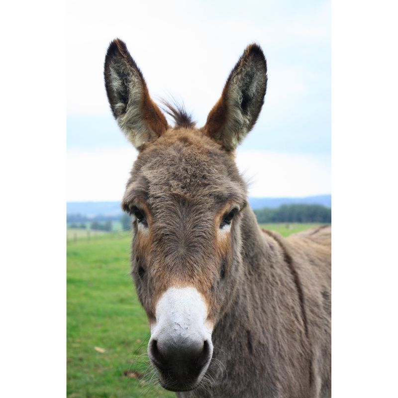 Bring a touch of countryside charm into your puzzle time with this delightful 1000-piece jigsaw puzzle featuring a lovable donkey in a captivating close-up portrait. With soft fur, alert ears, and an inquisitive gaze, this friendly farm animal stands against a lush green field and a misty horizon—perfect for animal lovers and rural scenery enthusiasts. Key Features: 🧩 1000 expertly cut pieces for a satisfying and smooth puzzle experience 🐴 Charming donkey close-up with realistic textures and gentle expression 🌾 Background of open pastures and distant hills for added depth 🎨 Natural tones of brown, white, green, and pale blue 🧠 A great way to relax, de-stress, and enjoy detailed puzzling 🎁 Ideal for gifting to puzzle fans, animal lovers, or rustic decor admirers Reconnect with the simple beauty of the countryside—one piece at a time—with this heartwarming and engaging donkey-themed puzzle.