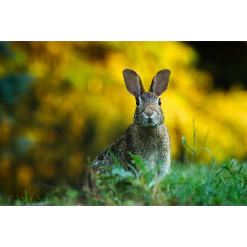 Curious Wild Rabbit in Lush Green Meadow at Golden Sunset Puzzle – 1000 Pieces