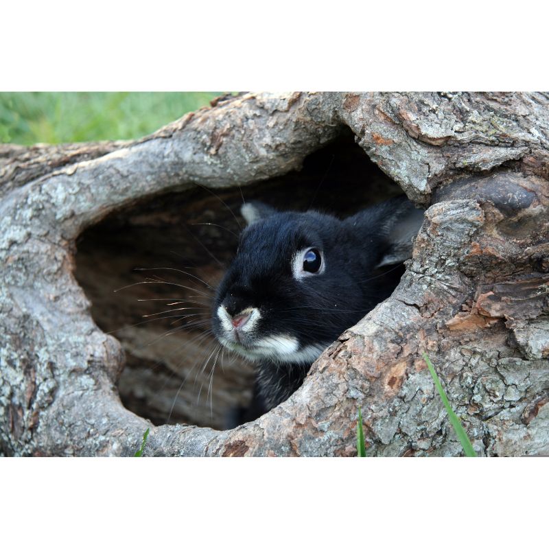 Cute Black Bunny Peeking from Log Hideaway Puzzle – 1000 Pieces