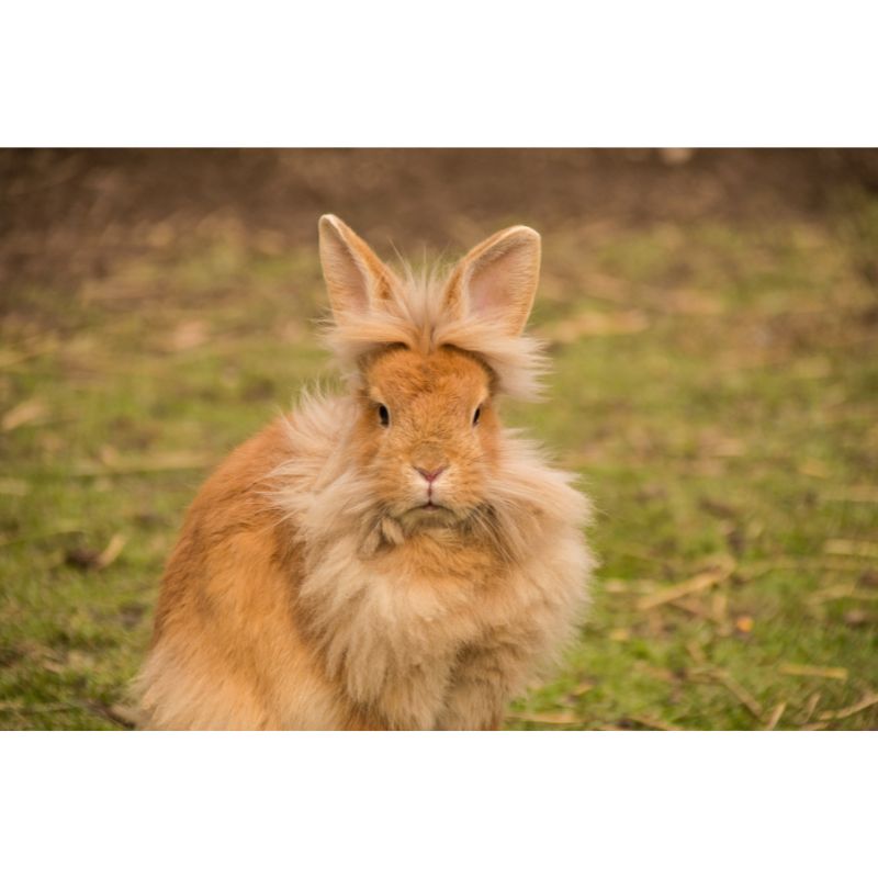 Fluffy Orange Lionhead Bunny in Rustic Pasture Scene Puzzle – 1000 Pieces