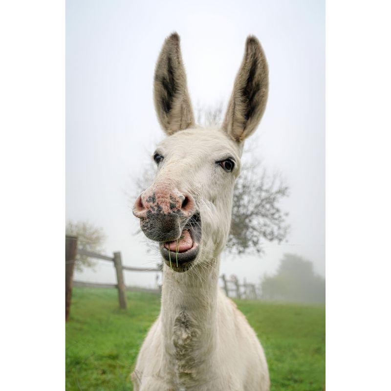 Funny White Donkey Chewing Grass in Foggy Pasture Puzzle – 1000 Pieces