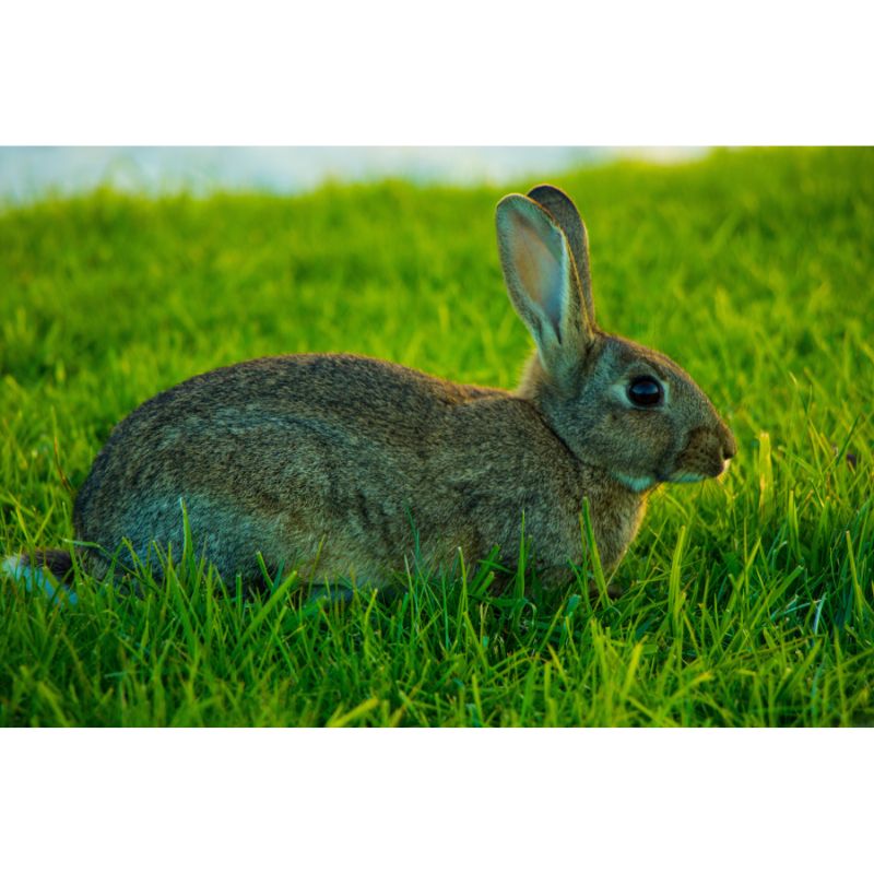Peaceful Brown Rabbit Resting in Vibrant Green Grass Puzzle – 1000 Pieces