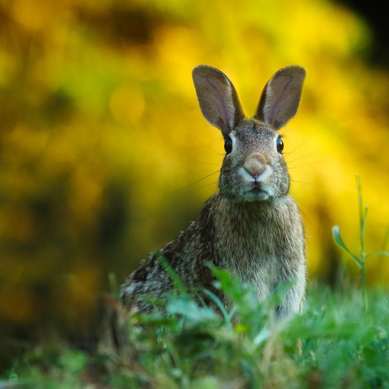 Rabbit Jigsaw Puzzles for Adults – 1000 Piece