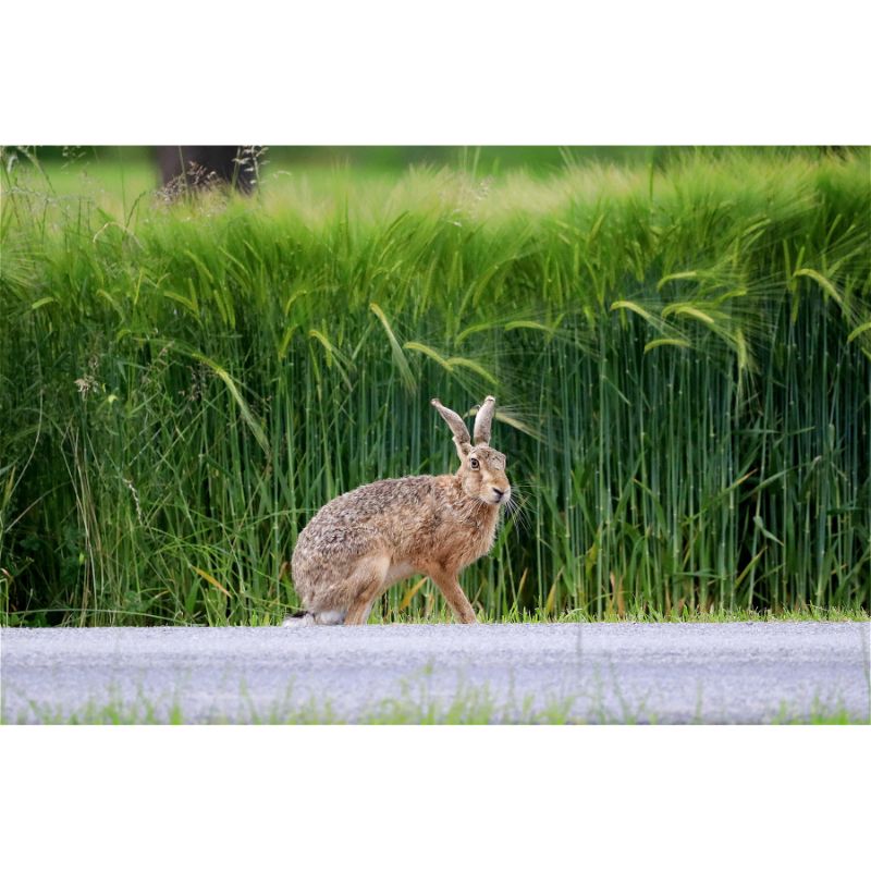 Wild Brown Hare Beside Lush Green Wheat Field Puzzle – 1000 Pieces