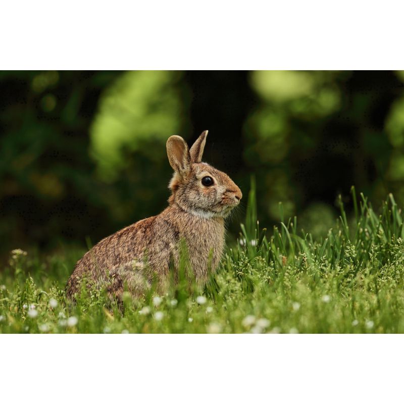 Wild Brown Rabbit in Green Meadow Nature Scene Puzzle – 1000 Pieces