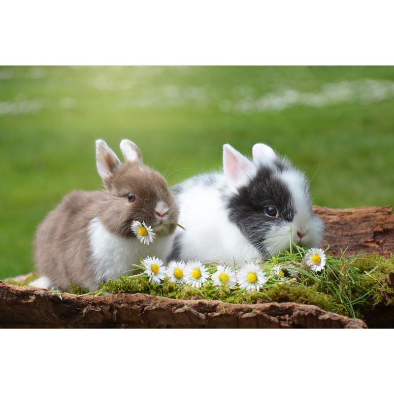 Adorable Baby Bunnies with Daisies on Mossy Log Spring Scene Puzzle – 1000 Pieces