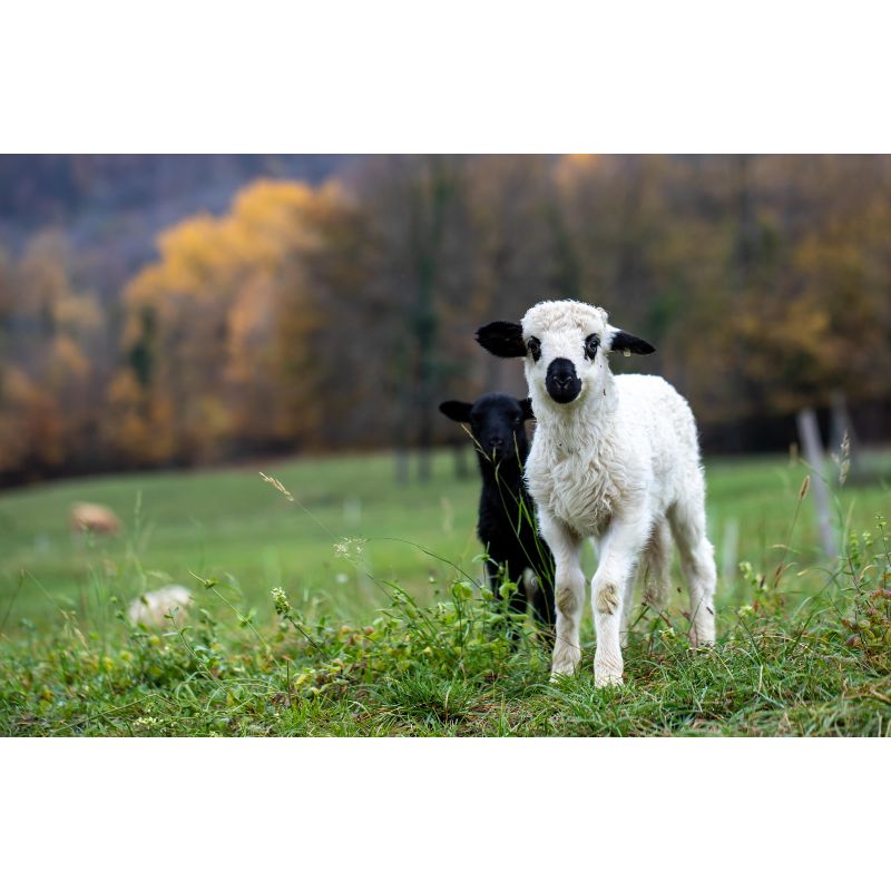 Adorable Black and White Lambs in Autumn Meadow 1000 Piece Puzzle