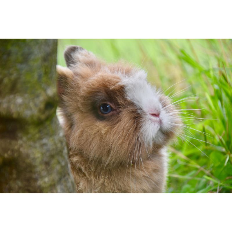 Adorable Brown and White Bunny Close-Up in Green Grass Puzzle – 1000 Pieces