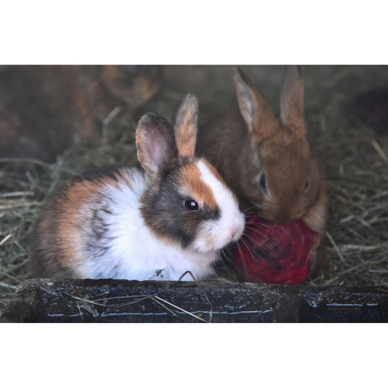 Adorable Calico Bunny and Brown Rabbit Eating Beetroot Puzzle – 1000 Pieces