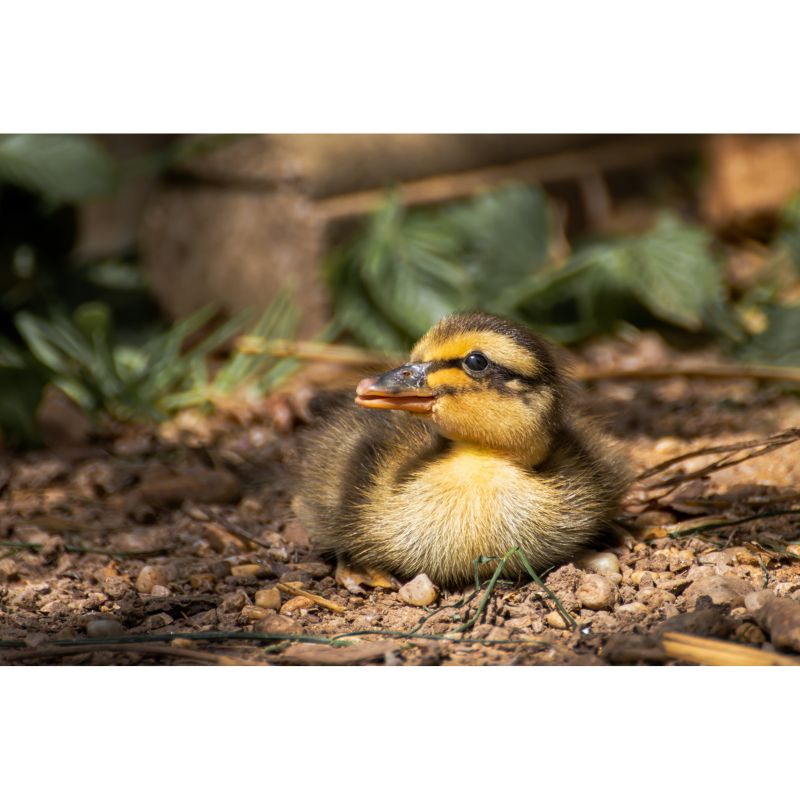 Adorable Duckling Puzzle – Golden Brown Avian Baby Scene 1000pc
