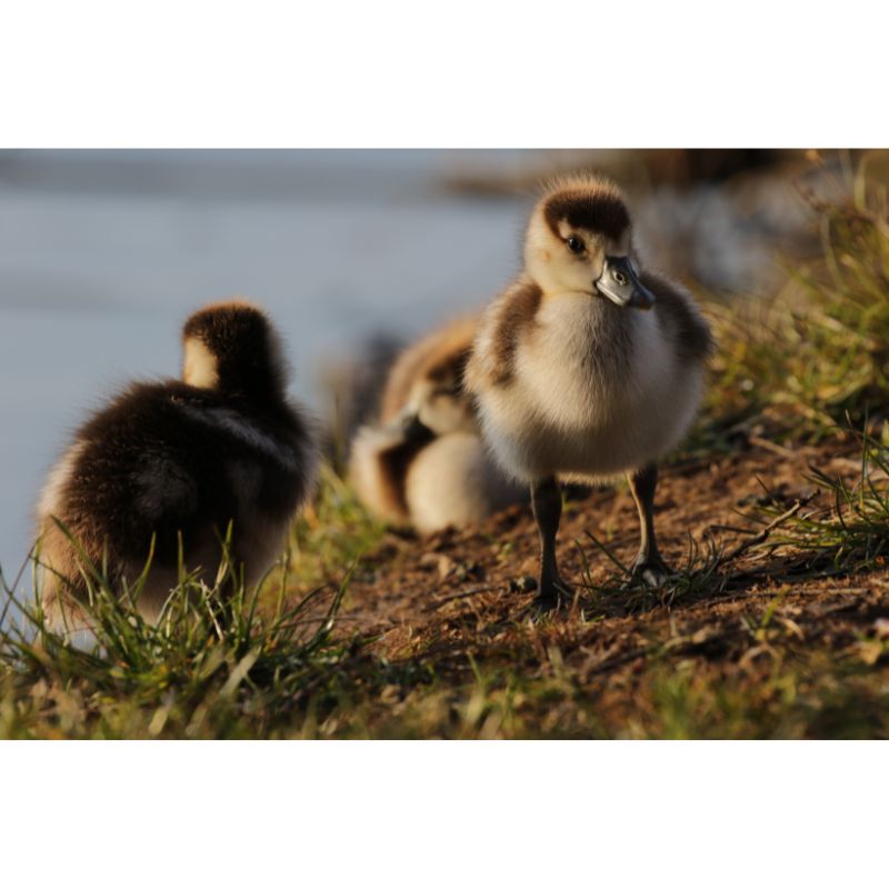 Adorable Gosling Trio Puzzle – Brown & White Nature Scene 1000pc