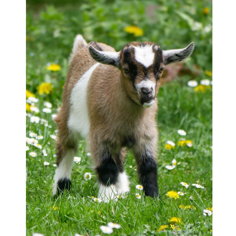 Adorable Kid Goat Pastoral Meadow Farm 1000 Piece Puzzle