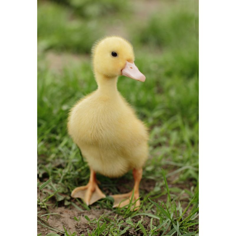 Adorable Yellow Duckling Delight 1000-Piece Nature Puzzle