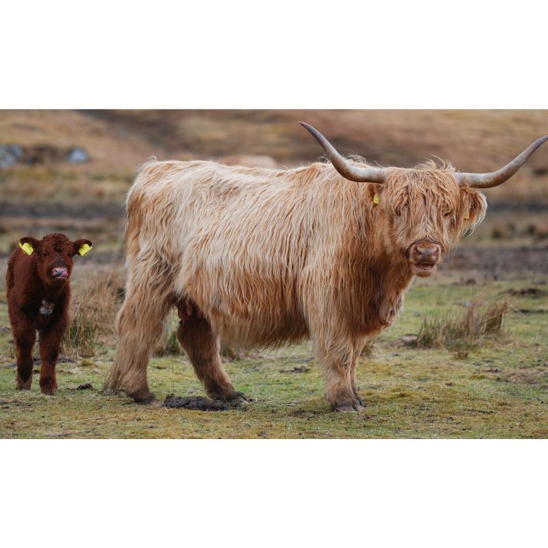 Blonde & Brown Highland Cattle 1000 Piece Duo Puzzle