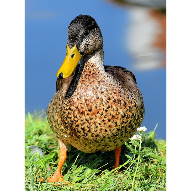 Bold Pond Duck Puzzle – Yellow & Brown Avian Scene 1000pc