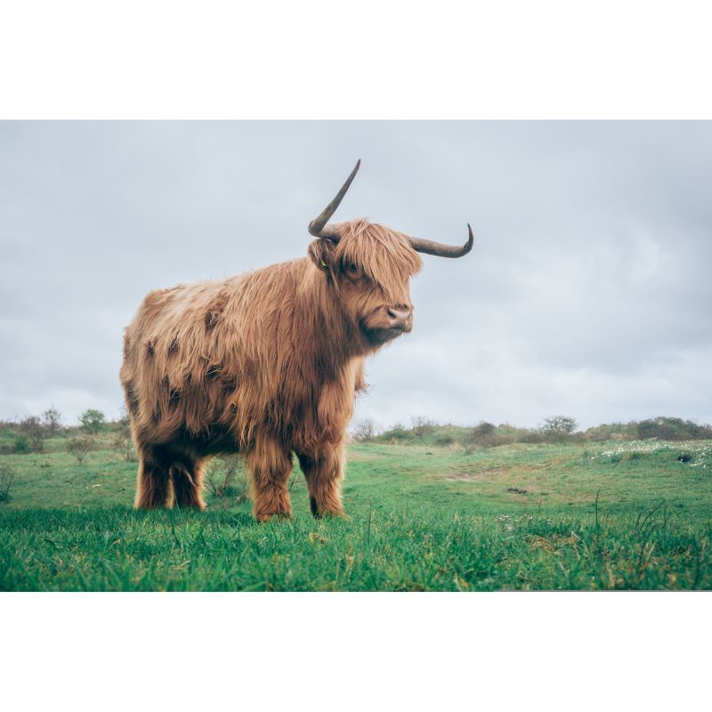 Brown Highland Cow 1000 Piece Pasture Puzzle