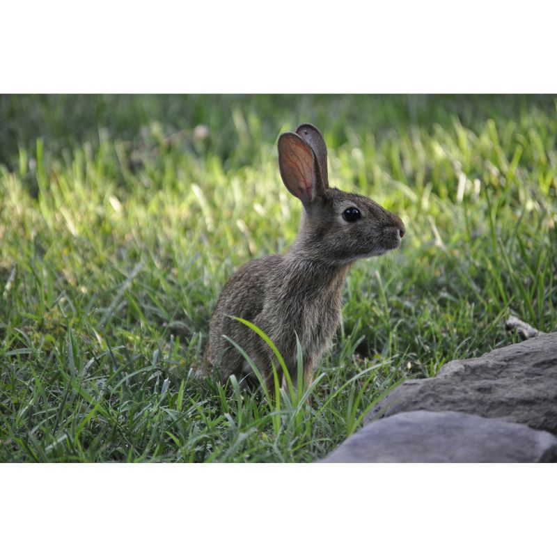 Charming Brown Rabbit in Sunlit Green Meadow 1000 Piece Jigsaw Puzzle
