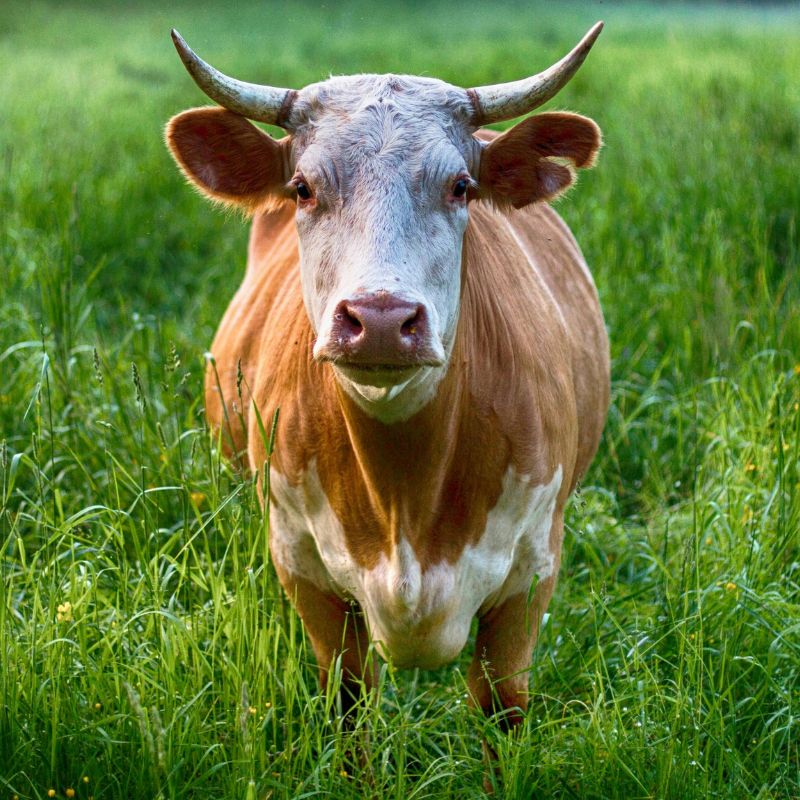 Cow Jigsaw Puzzles for Adults - 1000 Pieces