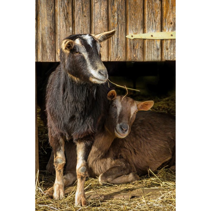 Cozy Barn Goats Rustic Farm Life 1000 Piece Puzzle