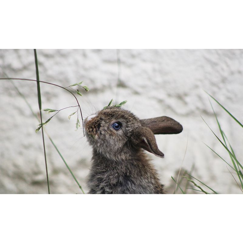 Curious Baby Brown Rabbit with Blue Eyes and Wild Grass Puzzle – 1000 Pieces