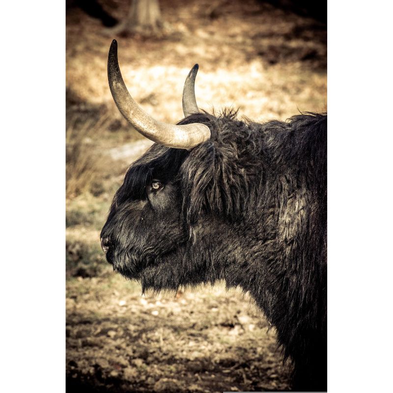 Dark Fur Highland Cow 1000 Piece Forest Puzzle