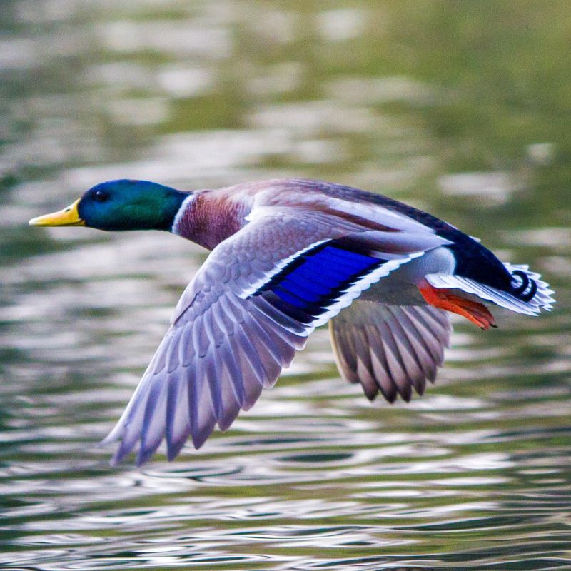 Duck Jigsaw Puzzles for Adults – 1000 Piece