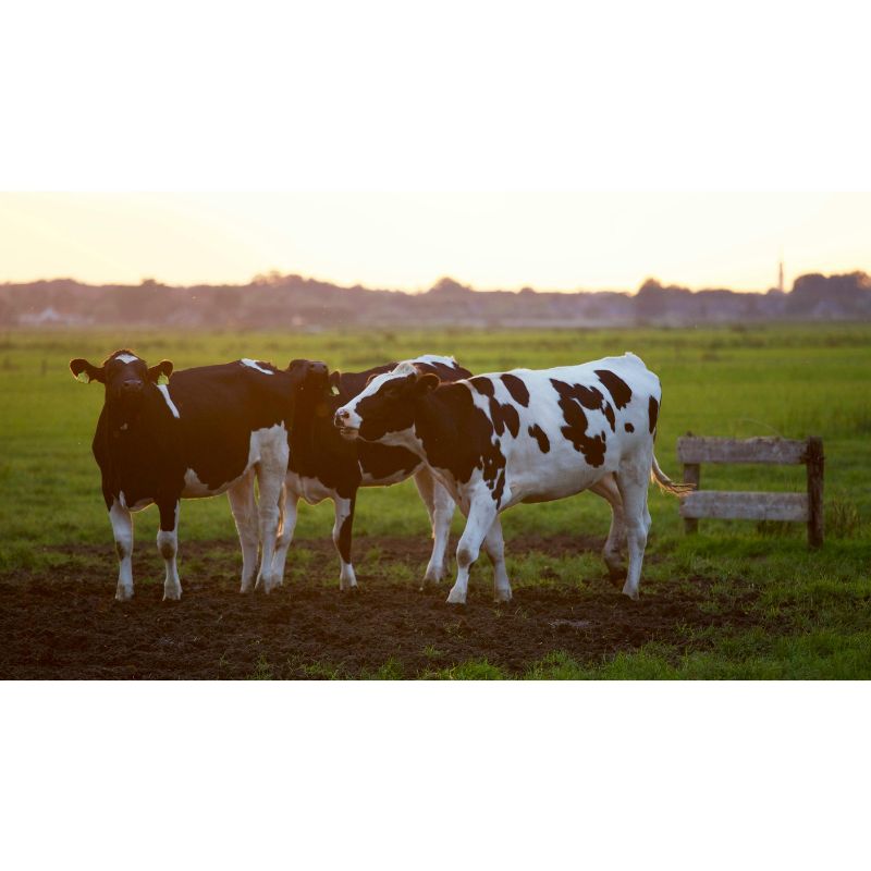 Dusk Farm Life Black White Cow Trio 1000 Piece Puzzle