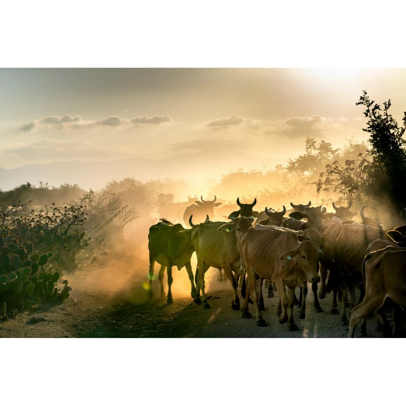 Dusty Sunset Cattle Drive Rustic 1000 Piece Puzzle