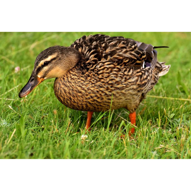 Earthy Brown Duck Puzzle – Green Grass Nature Scene 1000pc