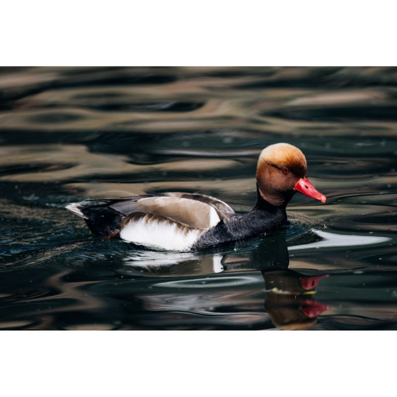 Elegant Red-Crested Pochard Aquatic Serenity 1000 Piece Puzzle