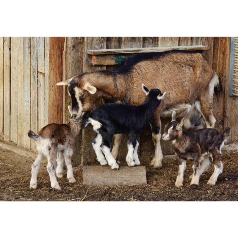 Farm Goat Mother & Kids Barn 1000 Piece Puzzle