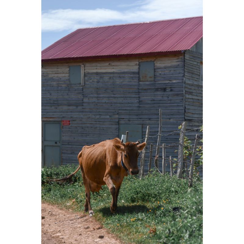 Farm Path Brown Cow Puzzle – 1000 Piece Rustic Barn Scene