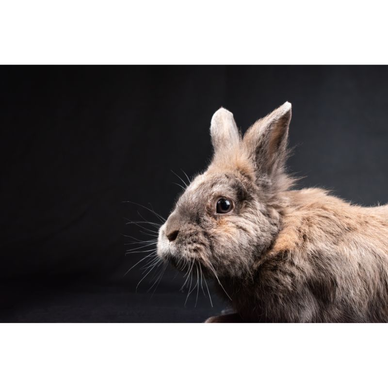 Fluffy Brown Bunny Profile on Black Background Puzzle – 1000 Pieces