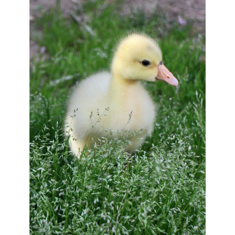 Fluffy Yellow Duckling Puzzle – Green Grass Pond Scene 1000pc