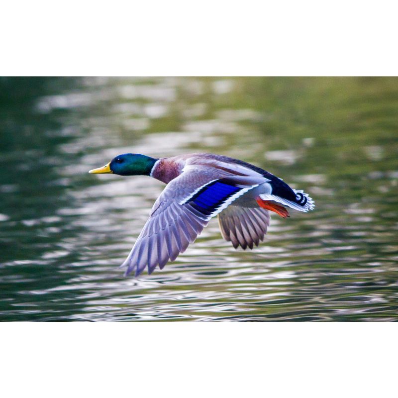 Flying Mallard Grace Puzzle – Green Blue Avian Flight 1000pc
