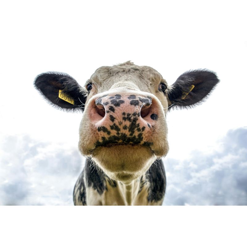 Funny Cow Close-Up Puzzle – 1000 Piece Quirky Animal Portrait
