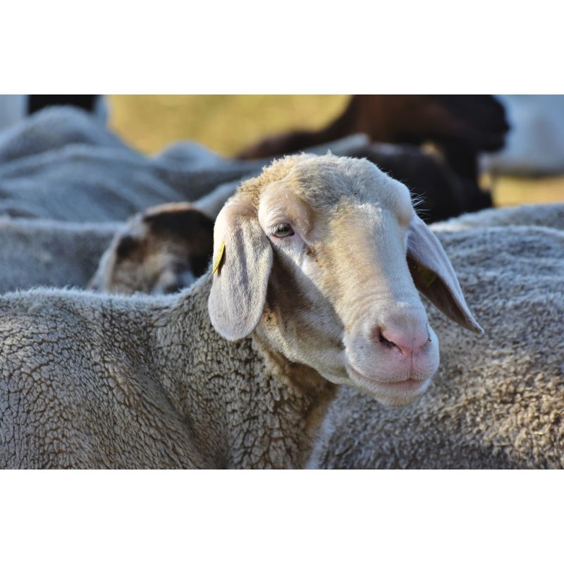 Gentle White Sheep Close-Up in Sunlit Pasture 1000 Piece Jigsaw Puzzle