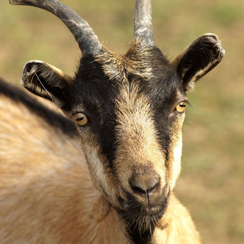 Goat Jigsaw Puzzles for Adults - 1000 Pieces