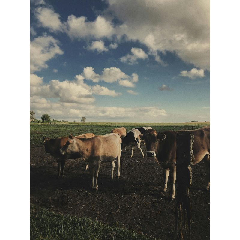 Golden Hour Cattle Puzzle – 1000 Piece Moody Farm Scene