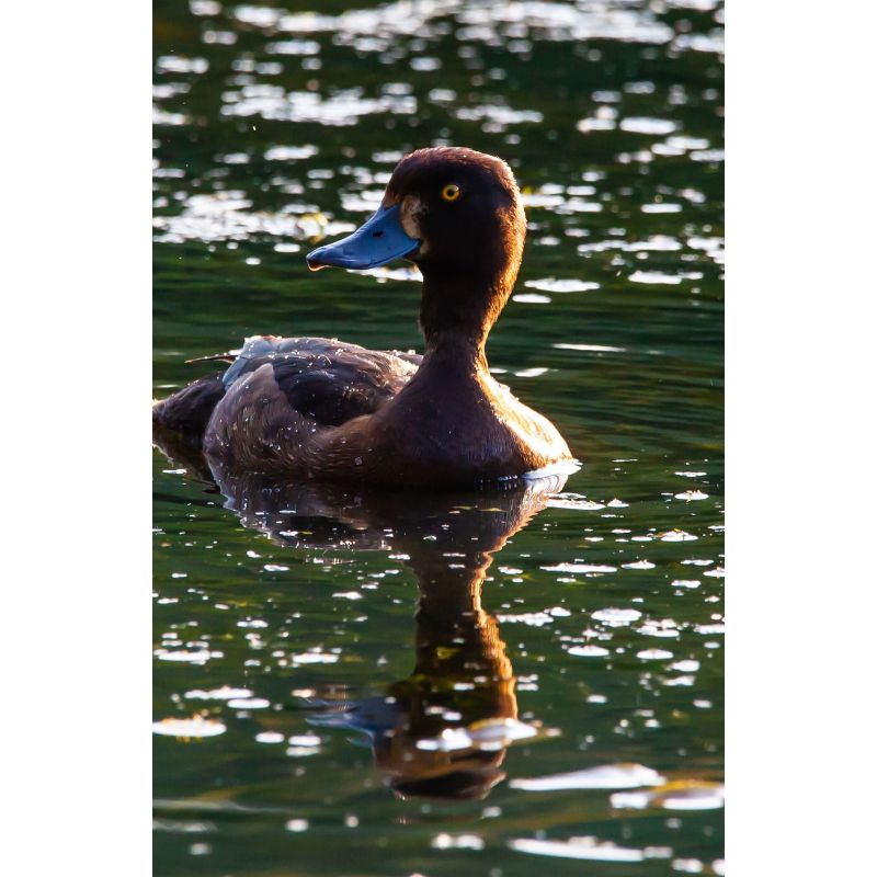 Golden Hour Duck Puzzle – Brown Blue & Green Water 1000pc