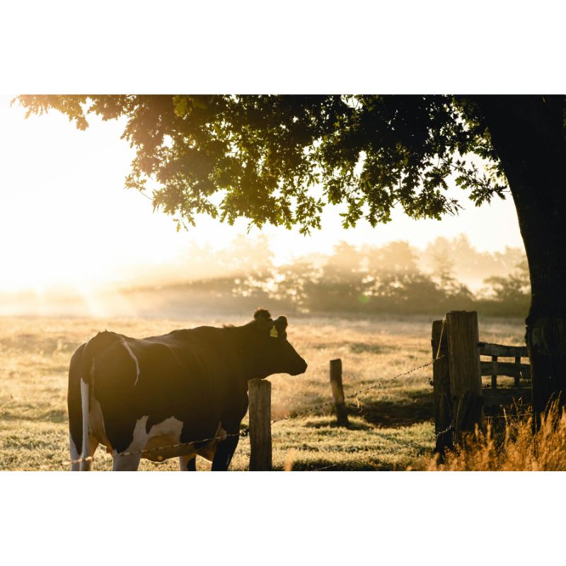 Golden Meadow Farm Sunrise Black White Cow 1000 Piece Puzzle