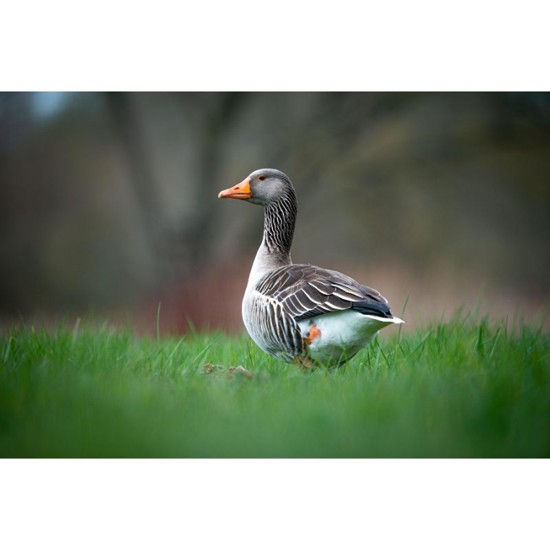 Graceful Greylag Goose Puzzle – Green Field Fowl Scene 1000pc