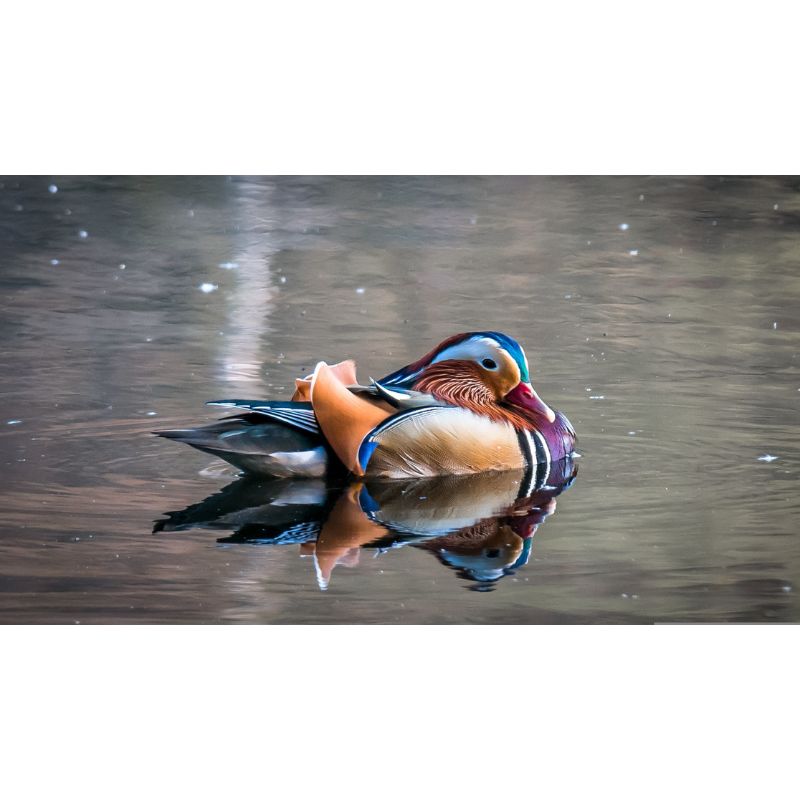Graceful Reflection Mandarin Duck Water Serenity 1000 Piece Puzzle