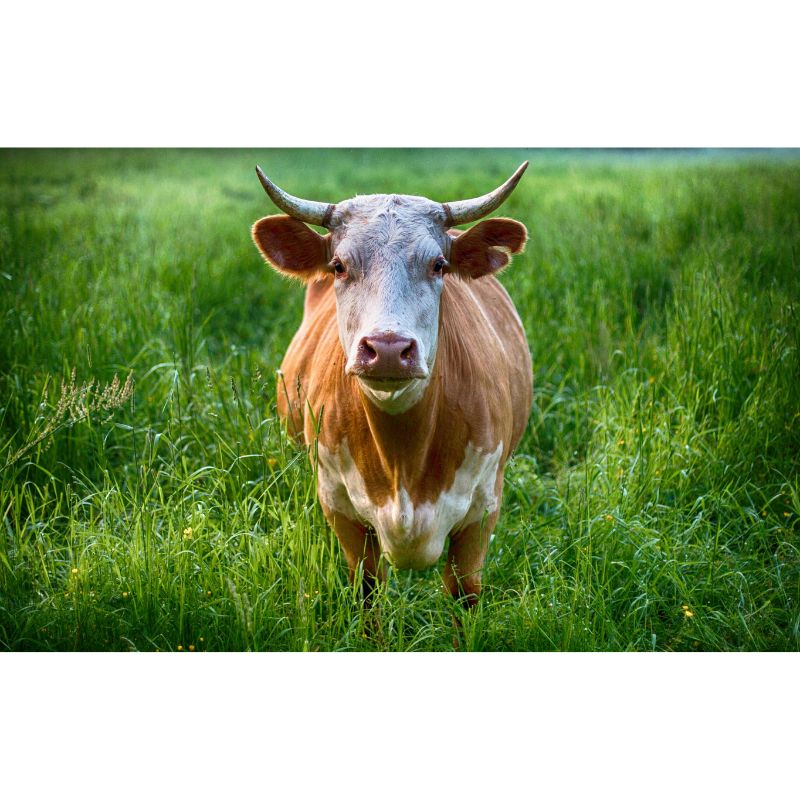 Grassy Meadow Tan White Horned Cow 1000 Piece Puzzle