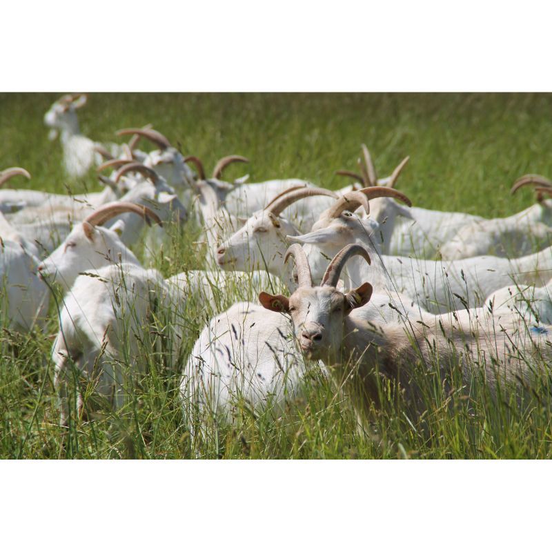 Grazing White Goats Summer Field 1000 Piece Puzzle
