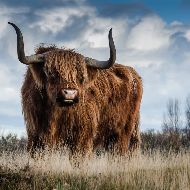 Highland Cow Jigsaw Puzzles for Adults - 1000 Pieces