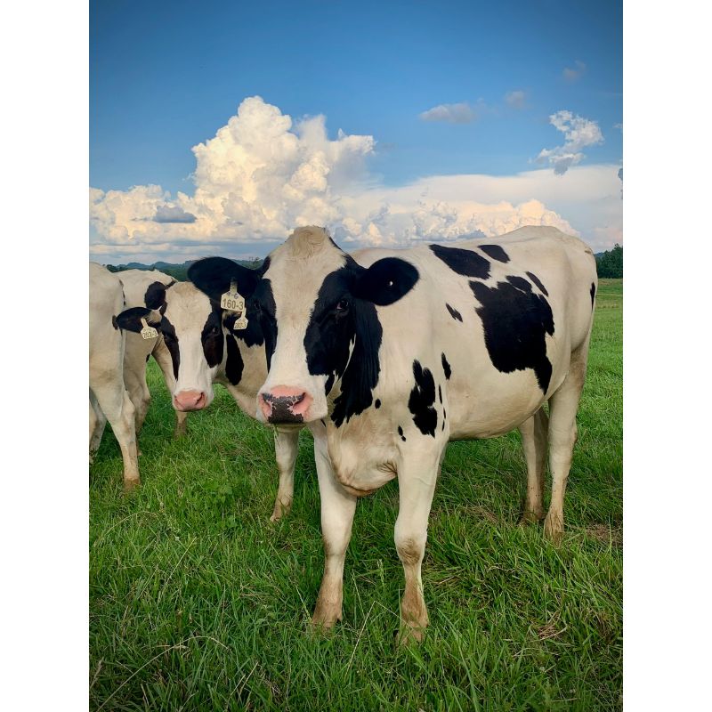 Holstein Herd in Blue Sky Field Puzzle – 1000 Piece Pastoral View