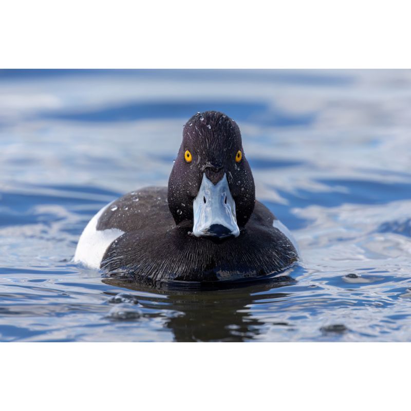 Intense Tufted Duck Puzzle – Black White & Blue Scene 1000pc