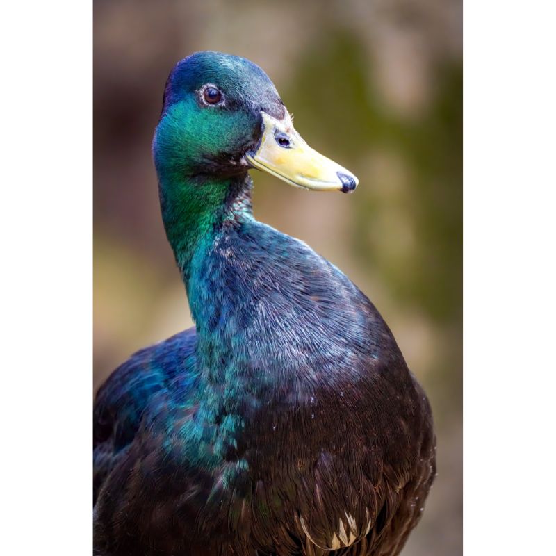 Iridescent Black Duck Puzzle – Green & Blue Avian Art 1000pc